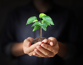 男人手里拿着植物图片