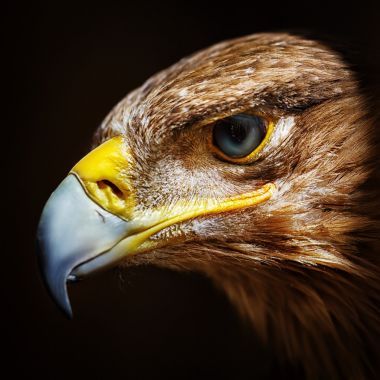 金鹰关闭了肖像图片