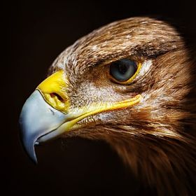 金鹰关闭了肖像图片