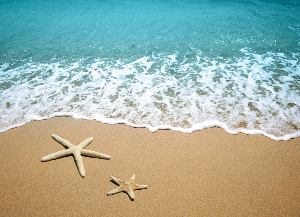 在沙海滩上的海星照片 在沙海滩上的海星照片