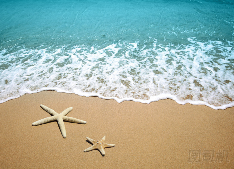 在沙海灘上的海星照片