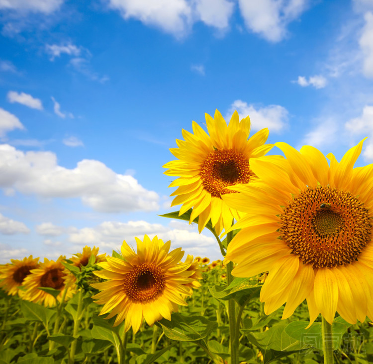 向日葵圖片