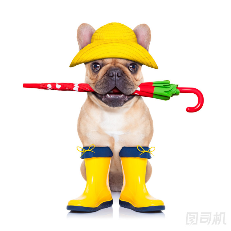 準(zhǔn)備好散步的小鹿法國斗牛犬圖片