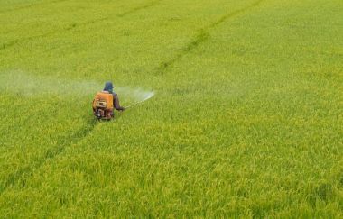 农民在稻田里喷洒杀虫