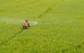 农民在稻田里喷洒杀虫