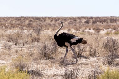 鴕鳥鴕鳥雙峰，在南非卡拉哈迪