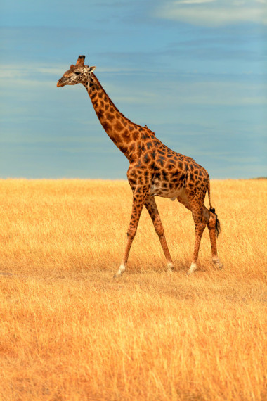 在马赛马拉的长颈鹿图片