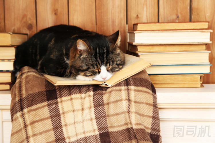 与本书的可爱猫咪图片