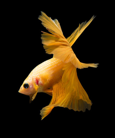 黑色背景上孤立的暹羅斗魚.圖片