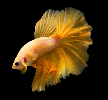 黑色背景上孤立的暹羅斗魚.照片