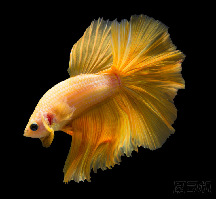 黑色背景上孤立的暹羅斗魚.照片