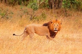 在马赛马拉的雄狮图片