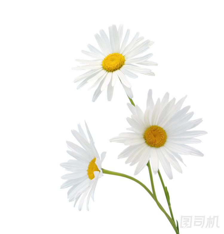 洋甘菊花圖片
