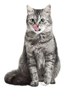 猫舔了舔照片