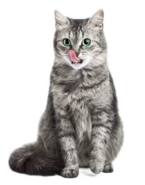 猫舔了舔照片