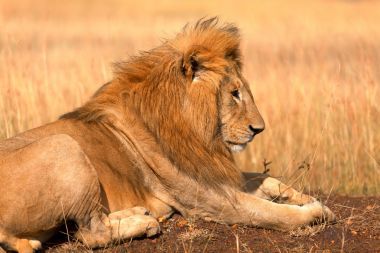 在馬賽馬拉的雄獅圖片
