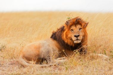 在馬賽馬拉的雄獅