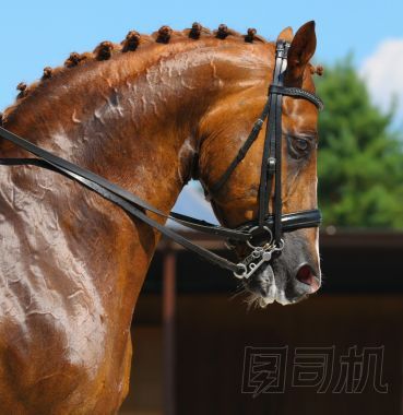 馬術(shù)-馬術(shù)馬的肖像圖片