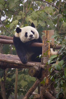 熊猫熊图片