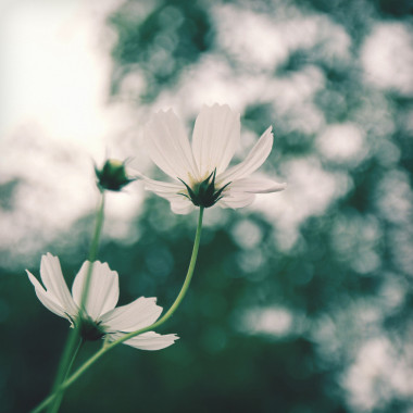 白色波斯菊花海照片