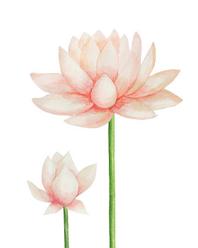 莲花