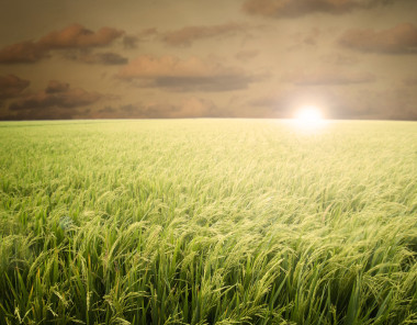 稻田清晨用大量的 copyspace 為弊