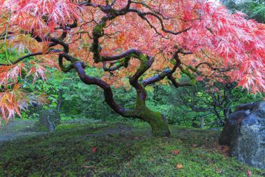 老楓樹在日本花園圖片