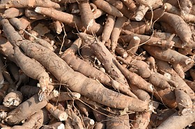 在市场上出售的许多木薯