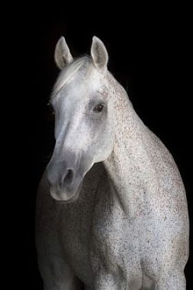 在黑色的白马图片