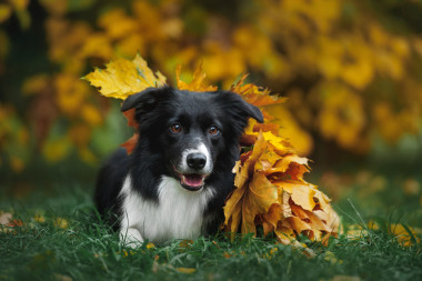 快樂的小狗邊境牧羊犬圖片