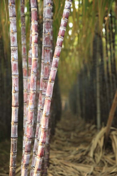 甘蔗莖稈的行圖片