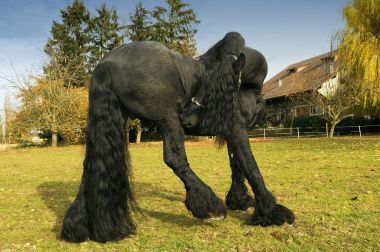 friesian 馬