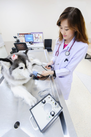 年輕的獸醫(yī)檢查可愛哈士奇圖片