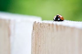 那位女士的 bug图片