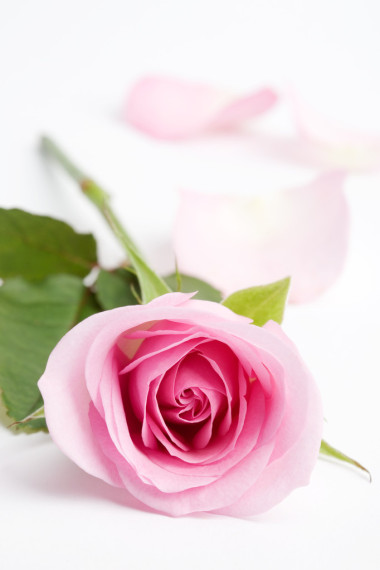 粉紅色的玫瑰圖片