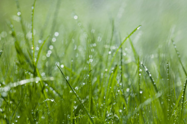 在喷头下草照片