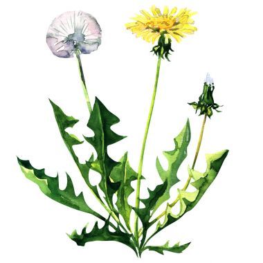 孤立在白色背景上的蒲公英花图片