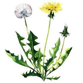 孤立在白色背景上的蒲公英花图片