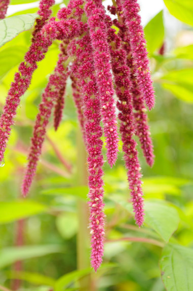 莧菜 (Love-Lies-Bleeding) 在花床上