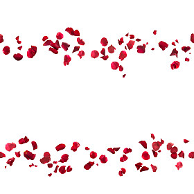 无缝的玫瑰花瓣行照片