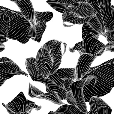 馬蹄蓮花。白底黑