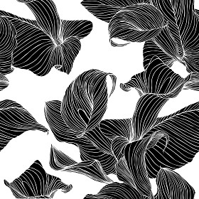 马蹄莲花。白底黑