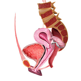 女性生殖系统图片