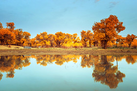 中国内蒙古胡杨图片