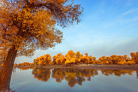 内蒙古、中国胡杨a