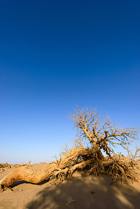 中国内蒙古胡杨图片