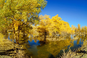 中国内蒙古胡杨图片