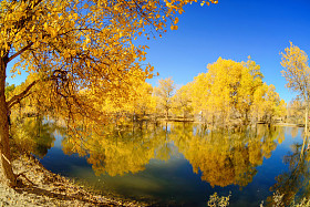 内蒙古、中国胡杨a图片