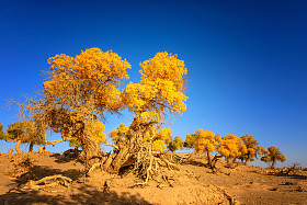 中国内蒙古胡杨