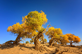 中国内蒙古胡杨